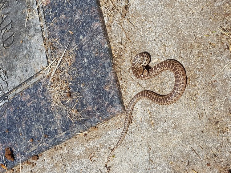 2020 Memorial Day snake 1