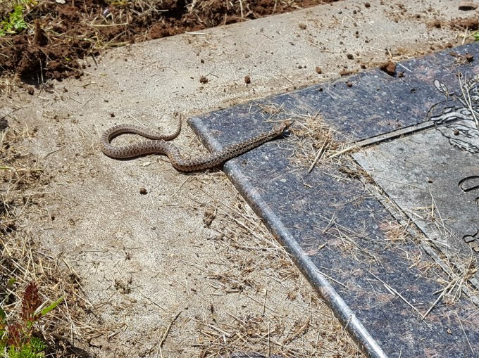 2020 Memorial Day snake 2