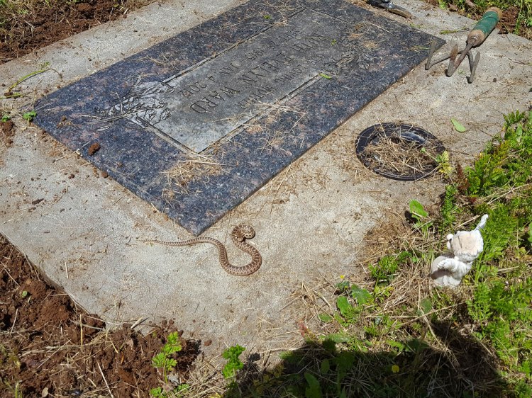 2020 Memorial Day snake 3