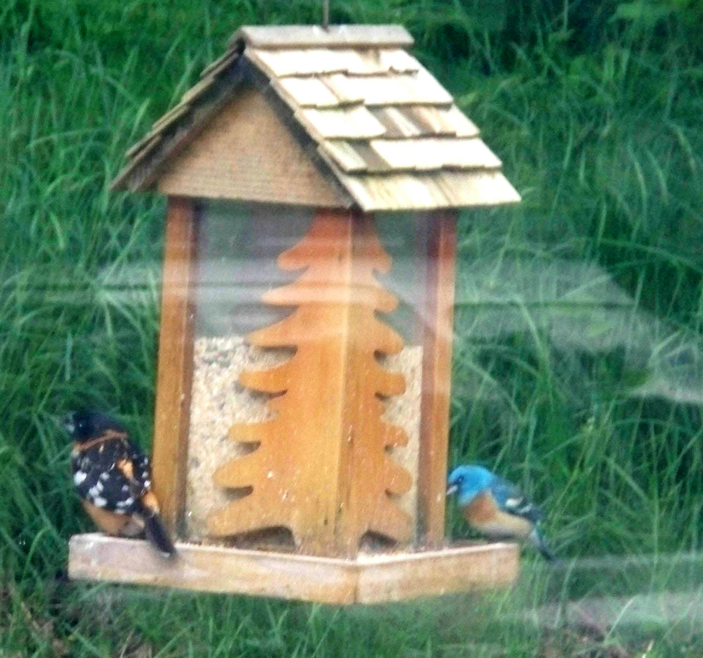Lazuli Bunting closeup